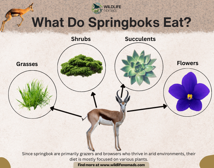 Springbok-diet-1.webp infographic showing the die of the springbok with 4 main food sources