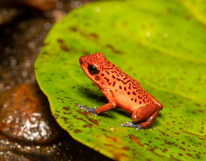 Strawberry-Poison-Frog-Oophaga-pumilio.webp a Strawberry Poison Frog standing over a leaf