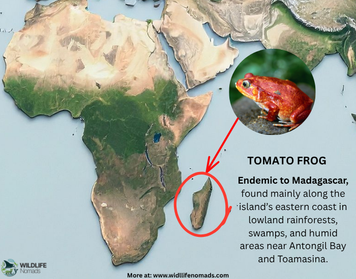 Tomato frog distribution map