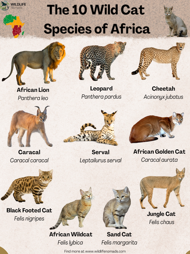 The-10-Wild-Cat-Species-of-Africa.webp The 10 Wild Cat Species of Africa infographic