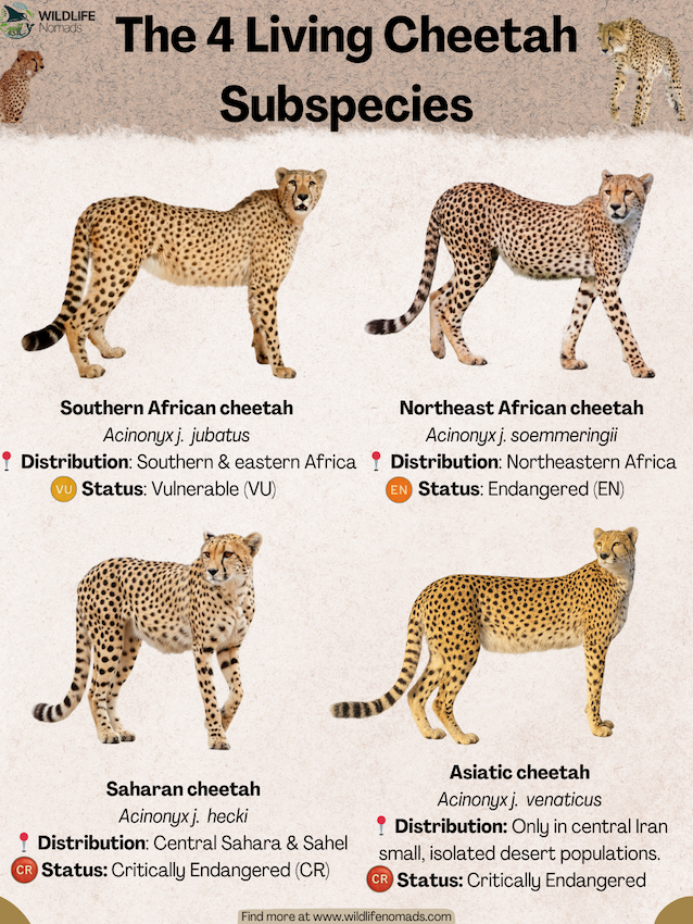 The-4-Living-Cheetah-Subspecies-infographic.webp The 4 Living Cheetah Subspecies infographic