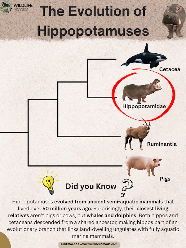 The-Evolution-of-Hippopotamuses.webp infographic showing The Evolution of Hippopotamuses