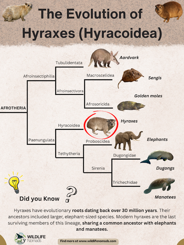 The Evolution of Hyraxes (Hyracoidea) infographic