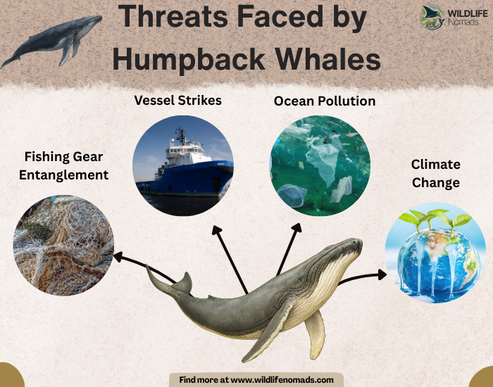 Threats-Faced-by-Humpback-Whales.webp Threats Faced by Humpback Whales infographic
