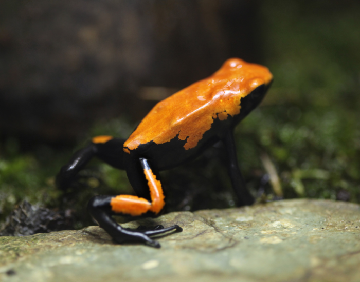 Three-striped-Poison-Frog-Adelphobates-galactonotus.webp a Three-striped Poison Frog close up