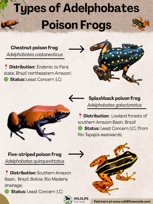 Types-of-Adelphobates-Poison-Frogs.webp infographic showing Types of Adelphobates Poison Frogs