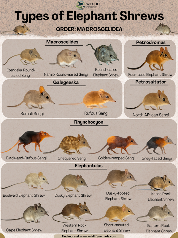 Types-of-Elephant-Shrews-INFOGRAPHIC.webp Types of Elephant Shrews infographic showing 19 species
