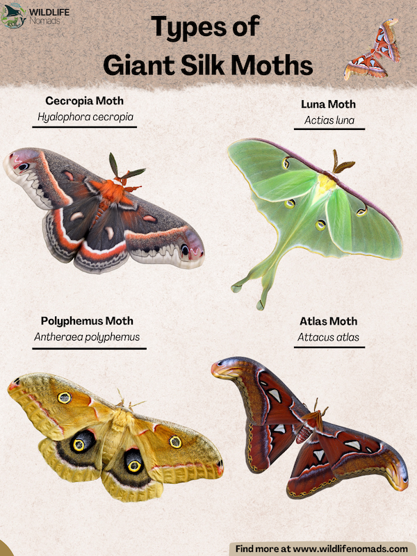 Types-of-Giant-Silk-Moths.webp Types of Giant Silk Moths infographic