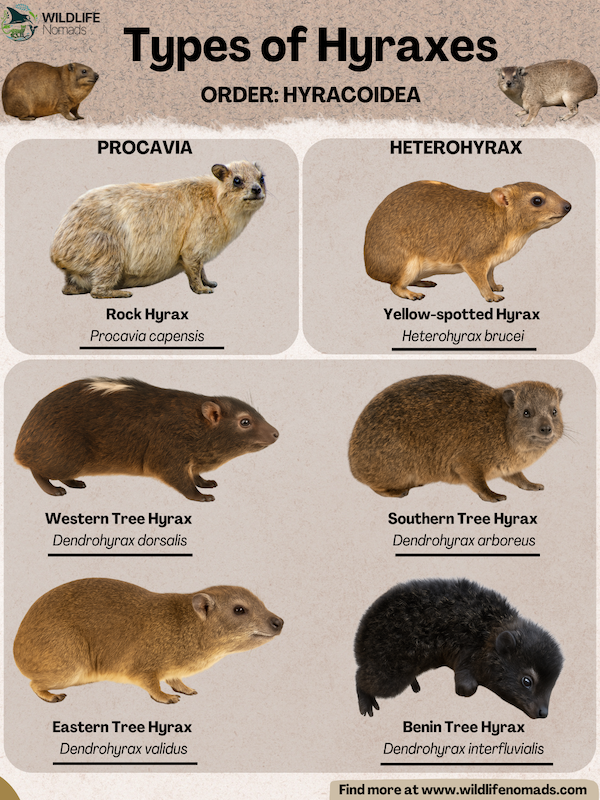 Types of Hyraxes ORDER: HYRACOIDEA INFOGRAPHIC