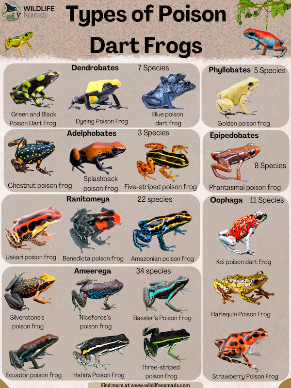 Types-of-Poisonous-Tree-Frogs.webp Types of Poisonous Tree Frogs infographic