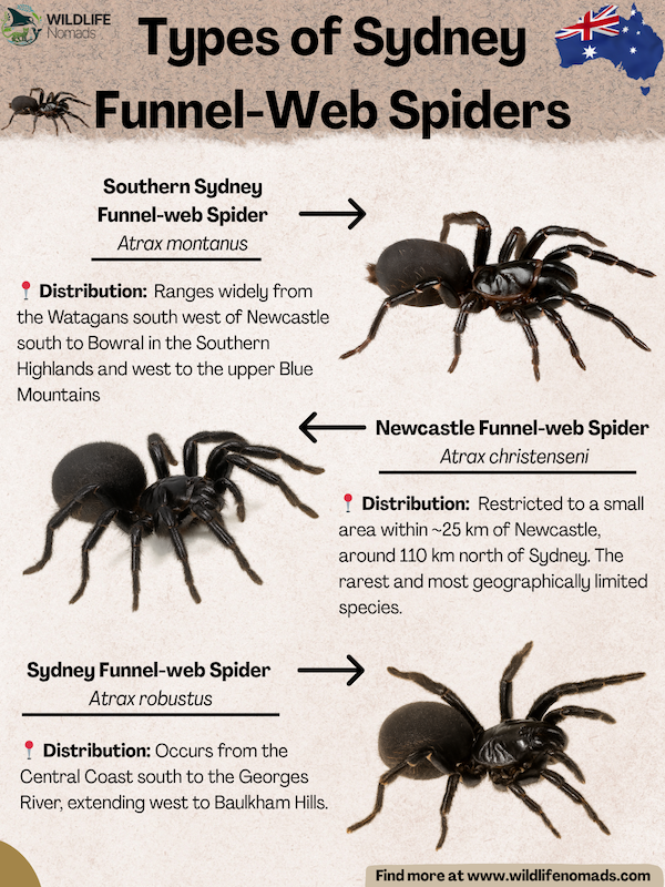 Types-of-Sydney-Funnel-Web-Spiders-infographic.webp infographic showing the three species of sydney funnel web spider