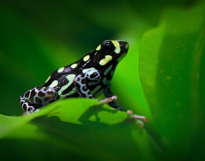 Vanzolinis-Poison-Frog-Ranitomeya-vanzolinii.webp a close up of a Vanzolini's Poison Frog standing on a leaf