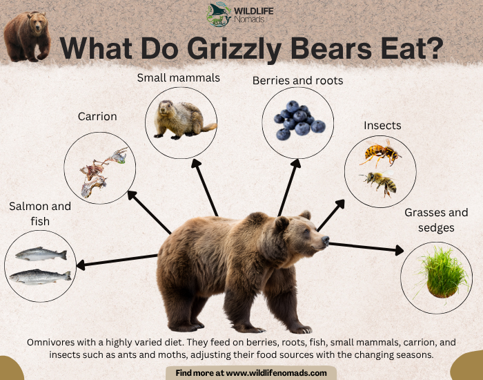 What-Do-Grizzly-Bears-Eat.webp What Do Grizzly Bears Eat? infographic