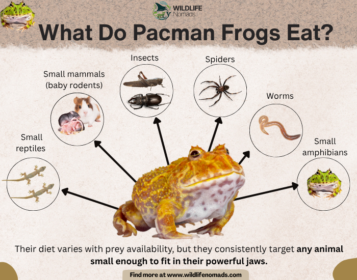 What-Do-Pacman-Frogs-Eat.webp Pacman frog diet infographic