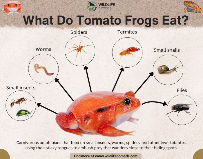 infographic showing the diet of tomato frogs