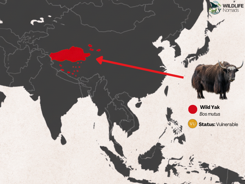 Wild Yak distribution map