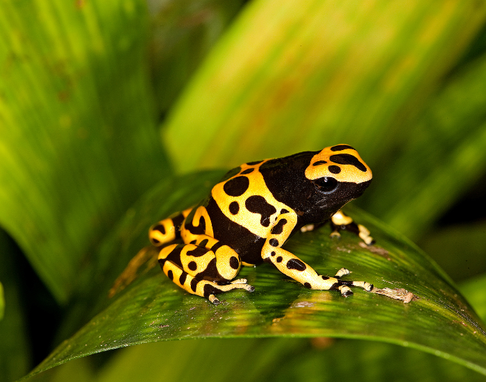 Yellow-banded-Poison-Frog-Dendrobates-leucomelas.webp a close up of an Yellow-banded Poison Frog standing over a leaf