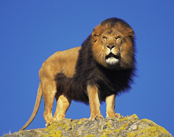 African lion