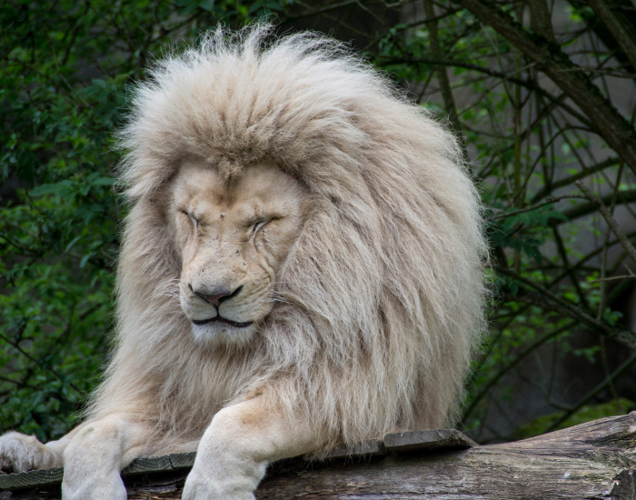 african-white-lion-2.webp male white lion close up