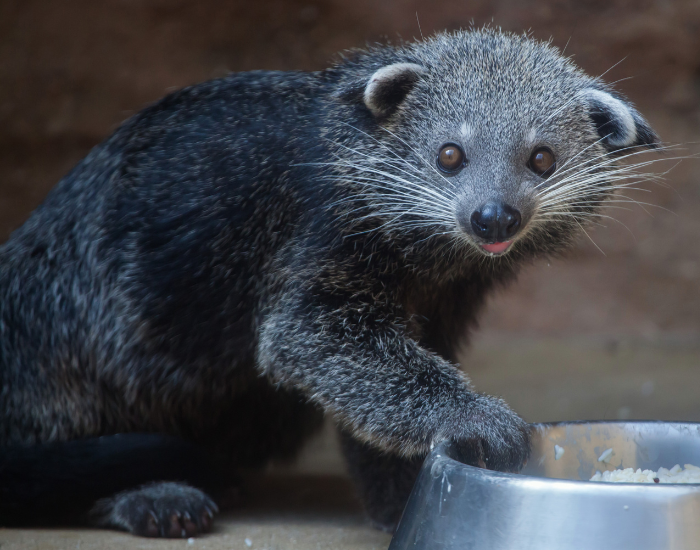 arctictis-binturong-10.webp binturong touching an empty food plate