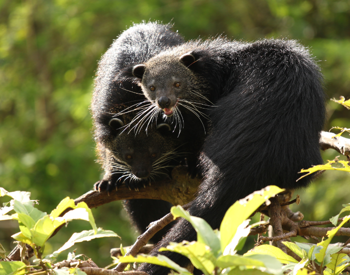 arctictis-binturong-11.webp Binturong on a tree