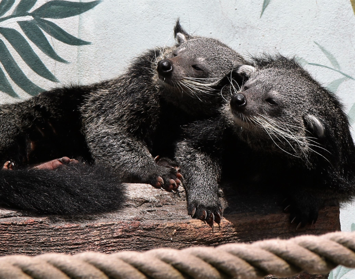 arctictis-binturong-6.webp two binturong animals laying together in captivity