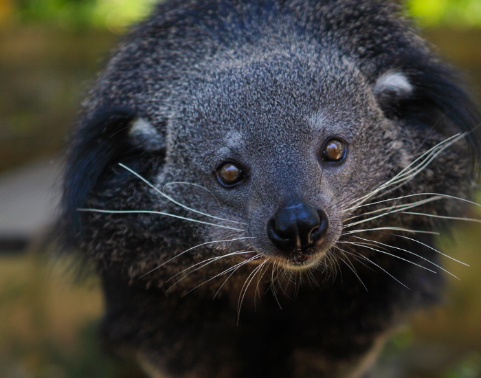 close up portrait shot of a binturong animal