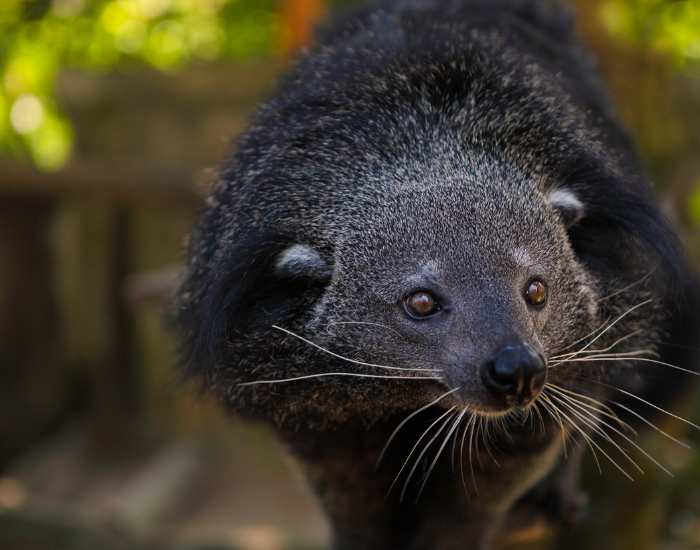 arctictis-binturong-8.webp close up of a binturong animal