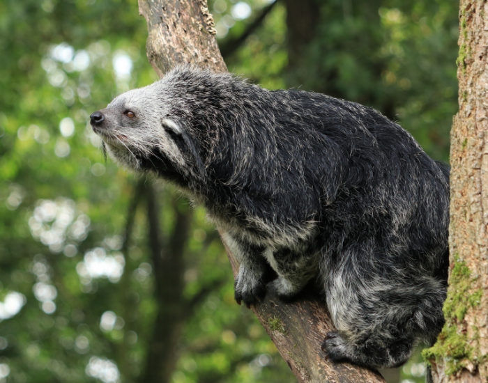 arctictis-binturong.webp binturong animals on a tree