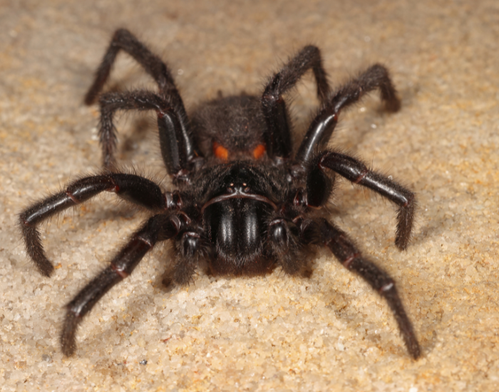 australian-funnel-web-spider-2.webp Australian funnel web spider close up