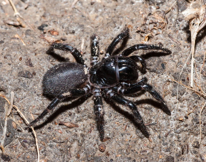 australian-funnel-web-spider-5.webp australian funnel web on the ground