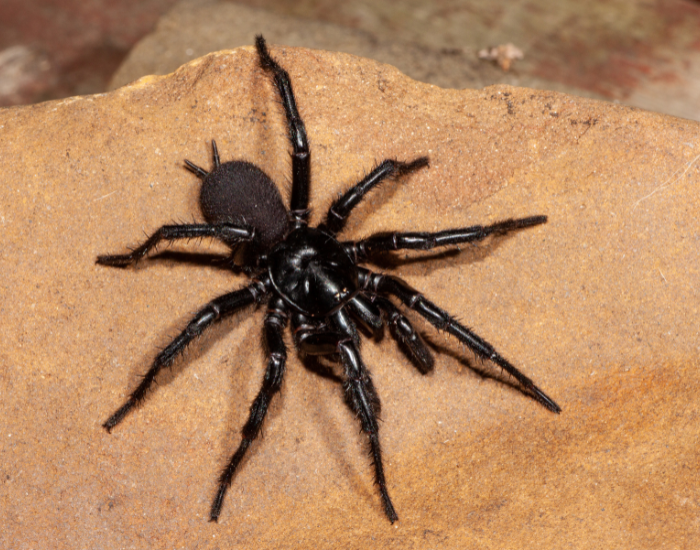australian-funnel-web-spider-rock.webp Sydney Funnel Web on the ground