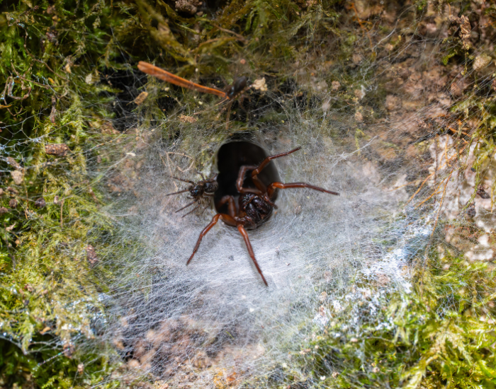 australian-funnelw-eb-spider.webp australian funnel web spider on its web on the ground
