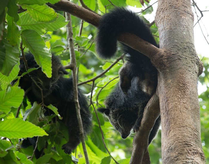 baby-binturong.webp two binturong on a tree