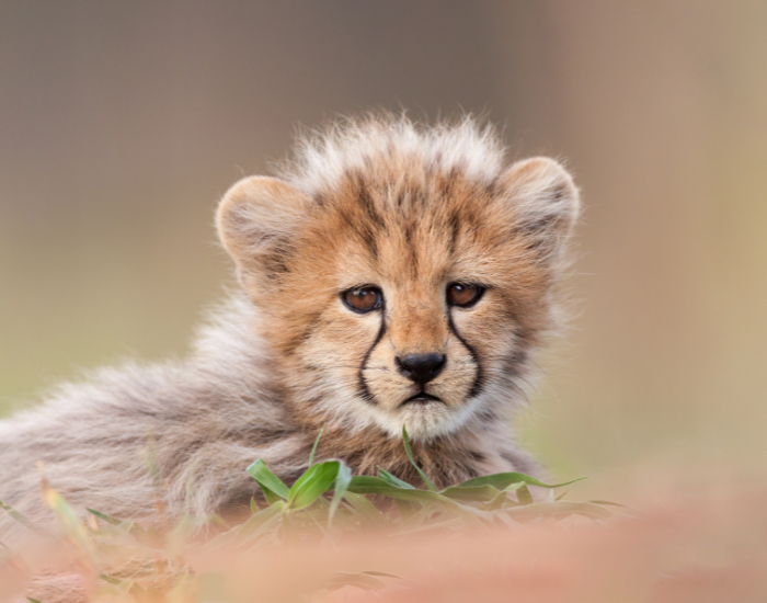 baby-cheetah.webp a close up of a baby cheetah