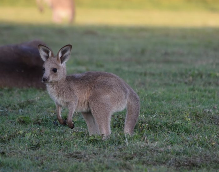 baby kangaroo in the wild in australia