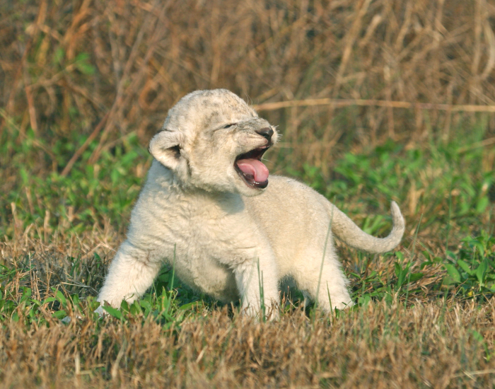 baby-white-lion.webp baby white lion