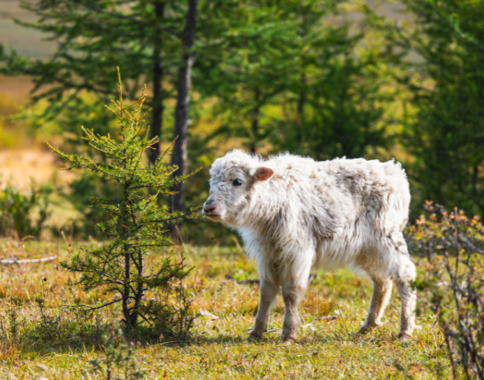 cute baby yak in nature