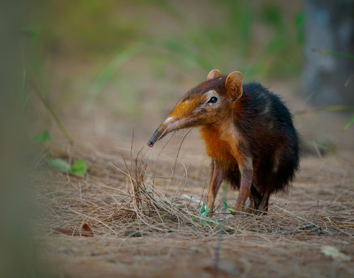 black-and-rufous-elephant-shrew-2.webp elephant shrew walking