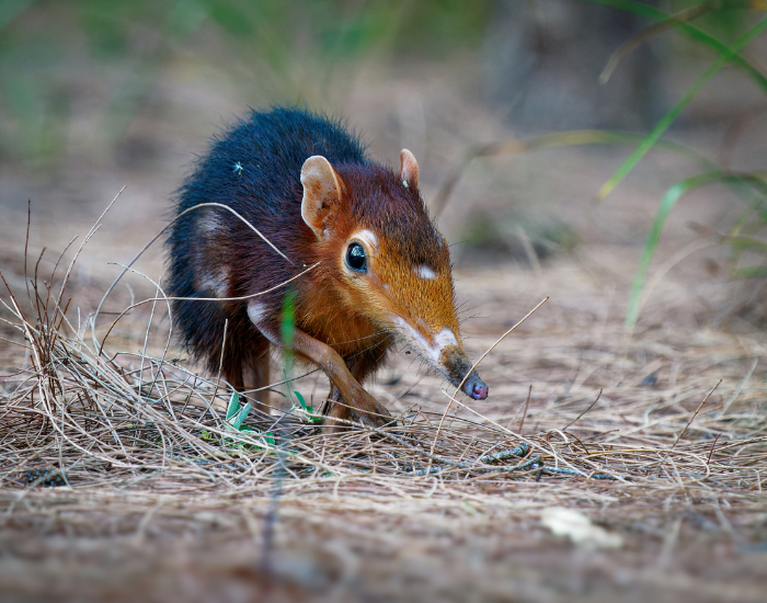 black-and-rufous-elephant-shrew.webp Giant Elephant shrew walking in the wild