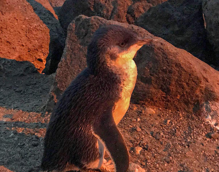 blue-penguin-st-kilda.webp Little penguin in melbourne