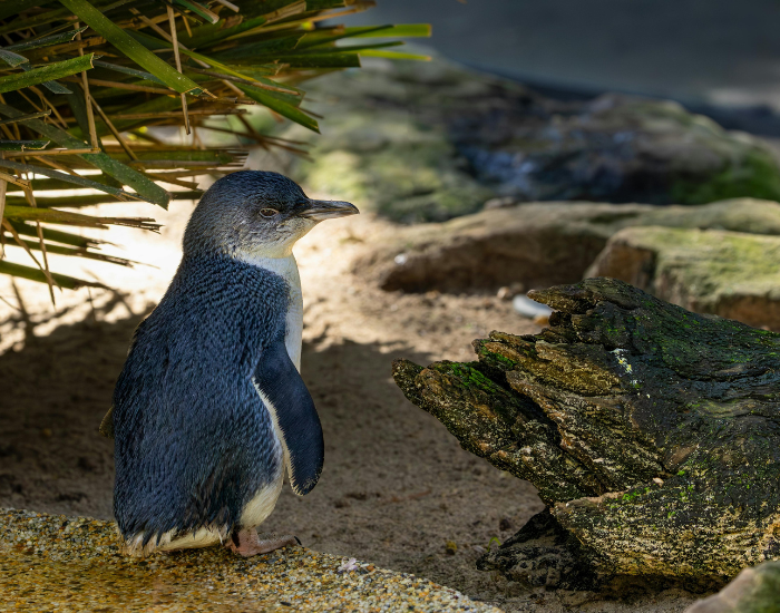 blue-penguin.webp little penguin on the ground