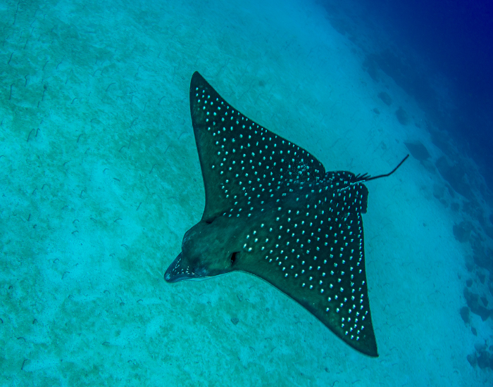 bottom-ocean-Spotted-Eagle-Ray.webp spotted egale ray at the bottom of the ocean