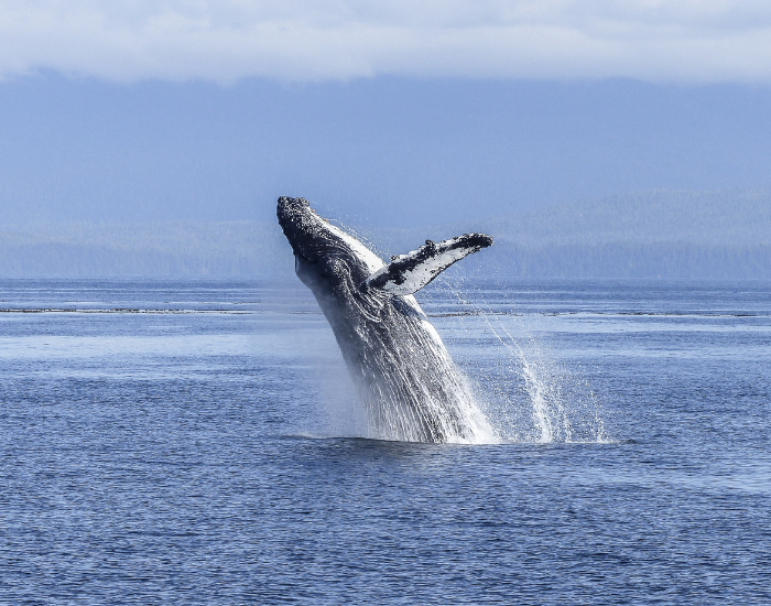 Humpback Whale breaching