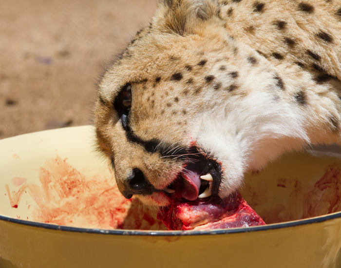 cheetah-captivity.webp Cheetah eating from a plate