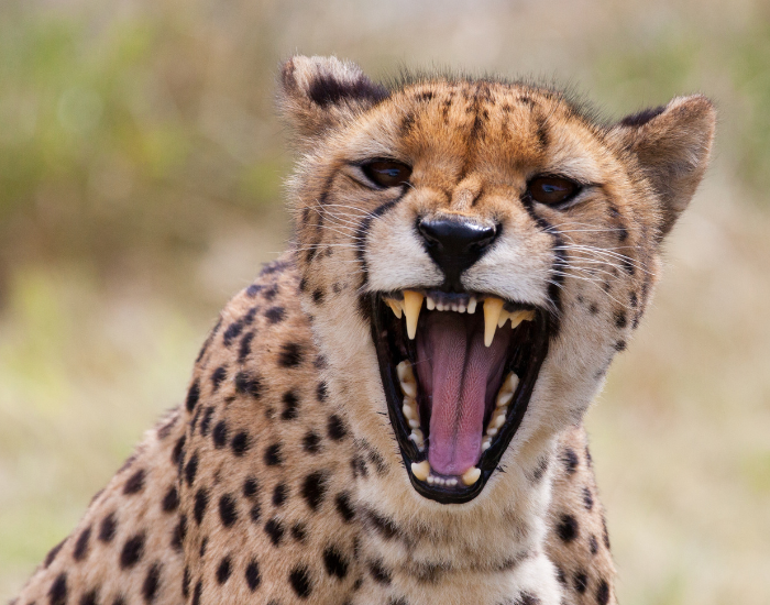 cheetah-chita.webp close up of a roaring cheetah