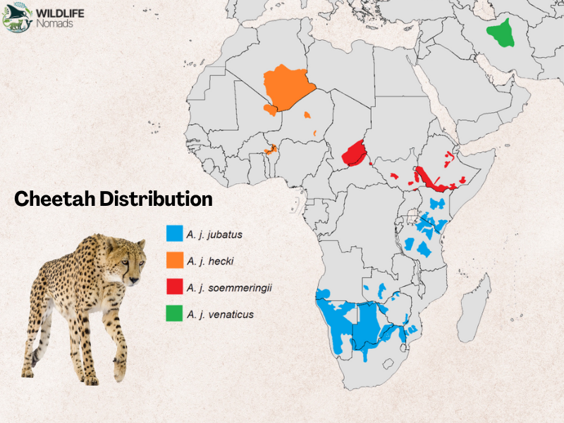 cheetah-distribution.webp map showing the distribution of cheetah