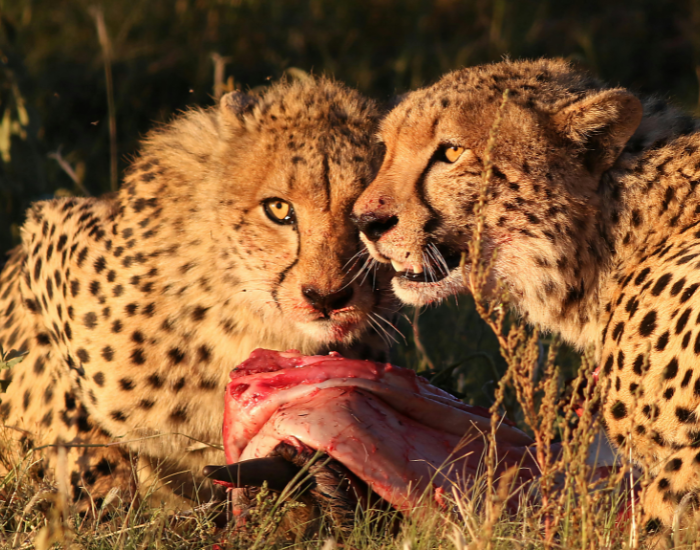 cheetah-hunting.webp two cheetahs eating meat