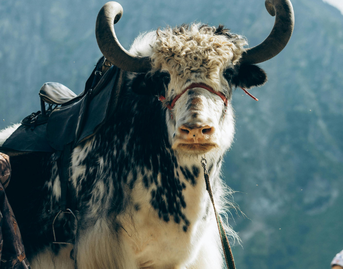 Wild Yak with horns close up