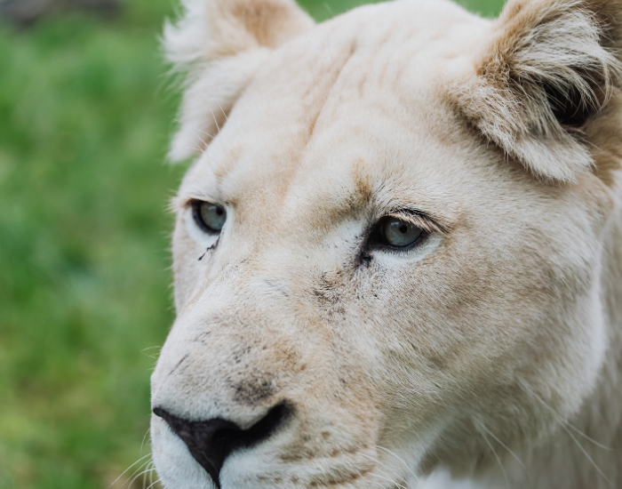 close-up-white-lionless.webp Female white lion close up